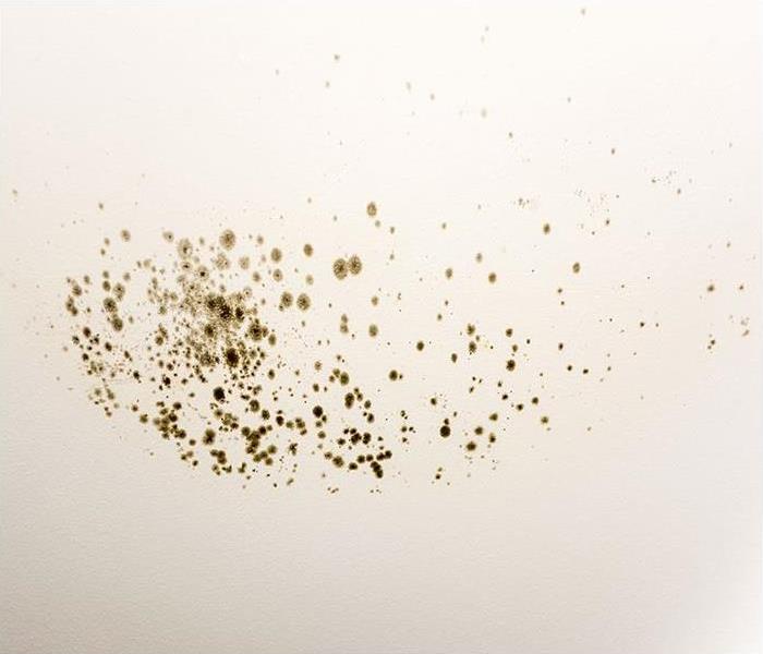 black mold spores on a white wall